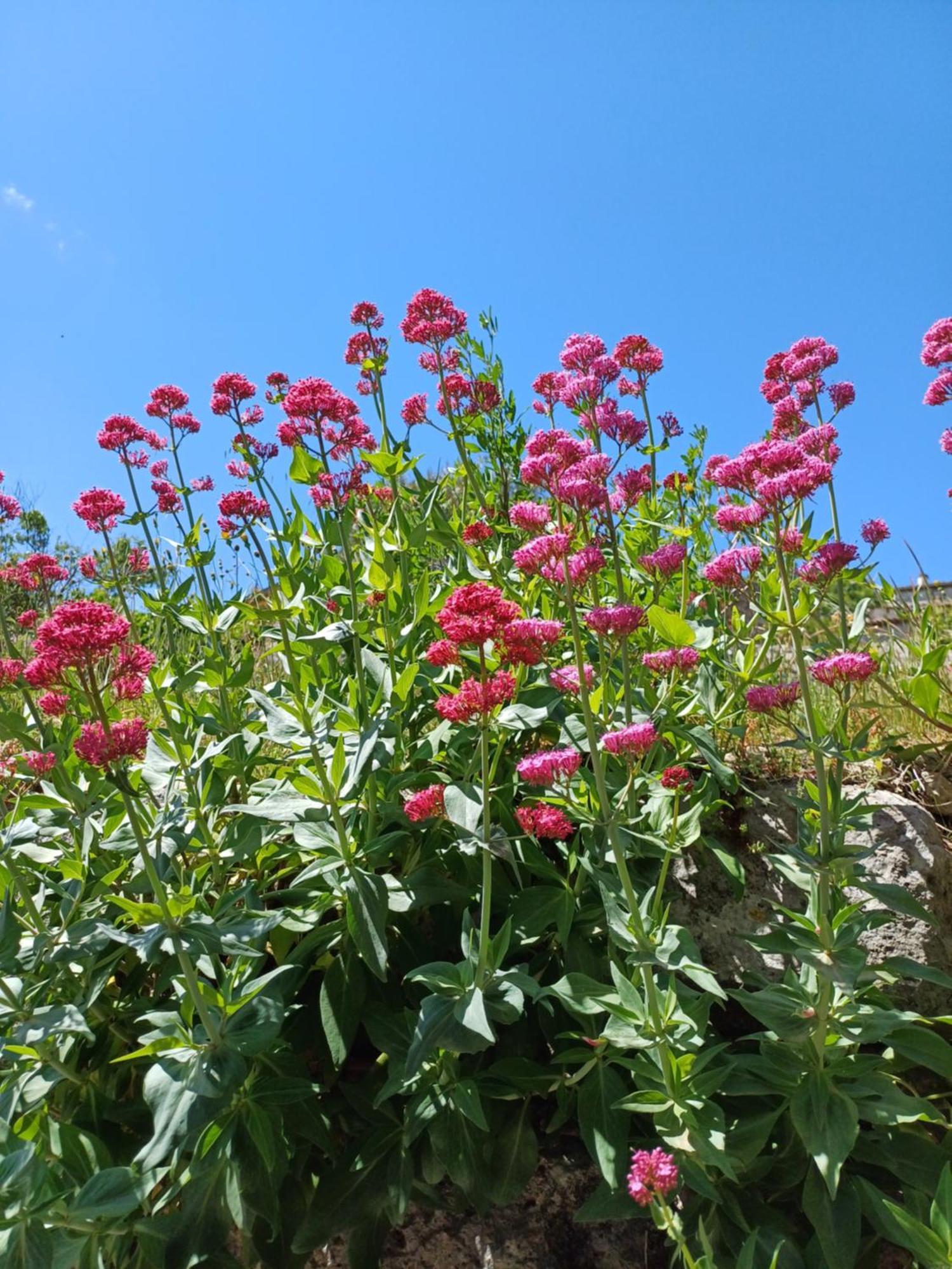 La Garde Adhemar, L'Escalier Medieval 外观 照片